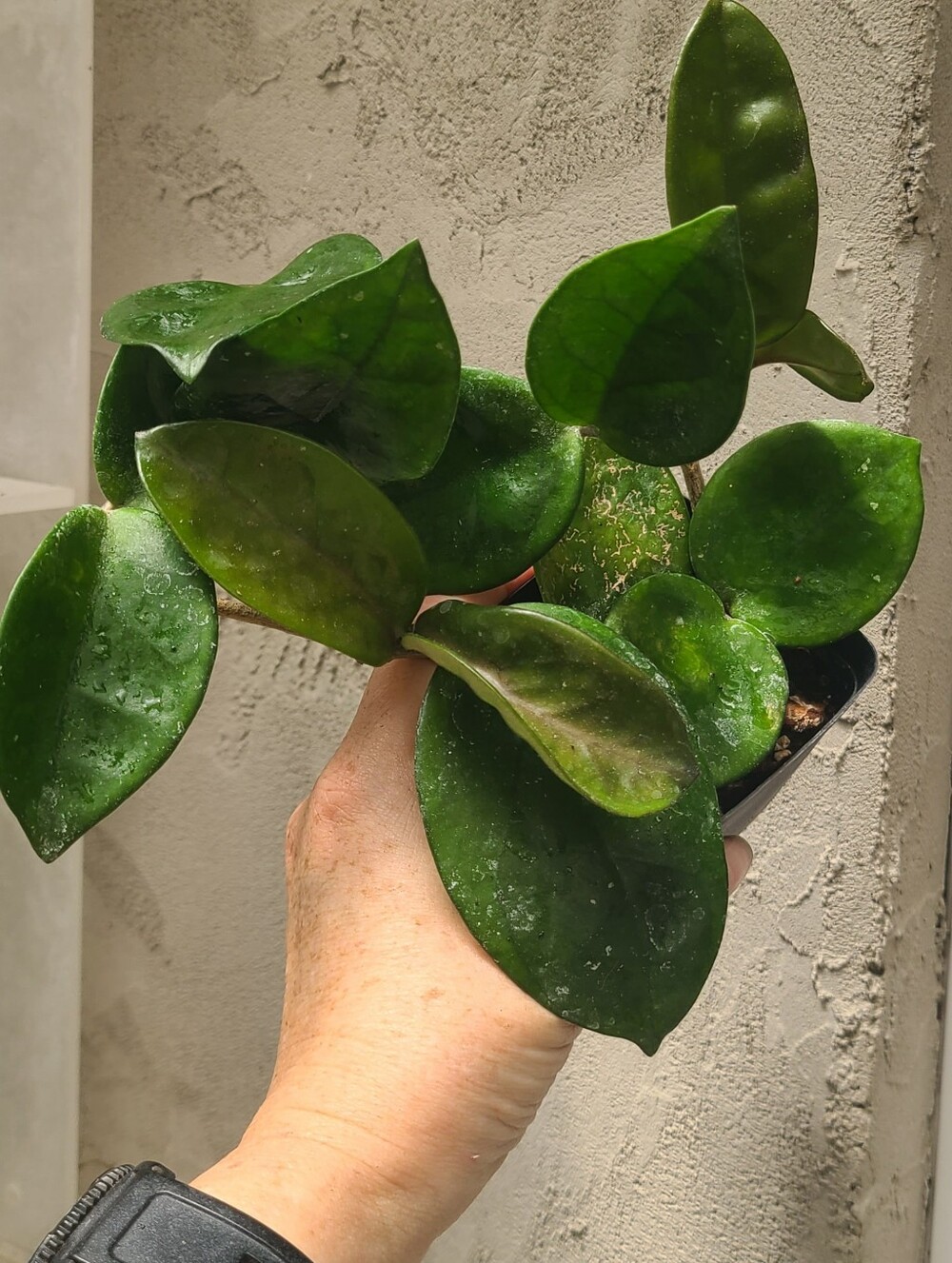 Hoya CHELSEA
